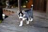 Puppies for sale France, Paris Haski