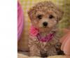 Puppies for sale Denmark, Odense , Cavapoo
