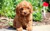 Puppies for sale Netherlands, , Cavapoo
