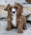 Puppies for sale Netherlands, Other breed, Cavapoo