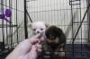 Puppies for sale Netherlands, Eindhoven Chihuahua