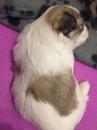 Puppies for sale Netherlands, Eindhoven Other breed