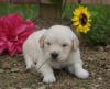 Puppies for sale Spain, Valladolid Golden Retriever