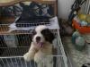 Puppies for sale Netherlands, Utrecht Other breed