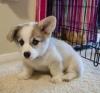 Puppies for sale Netherlands, Amsterdam Other breed