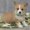 Puppies for sale Netherlands, Utrecht Other breed