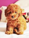 Puppies for sale Greece, Thessaloniki Toy-poodle