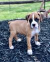 Puppies for sale France, Paris Boxer