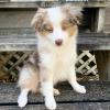 Puppies for sale Netherlands, Amsterdam Australian Shepherd