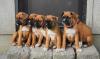Puppies for sale Portugal, Lisbon Boxer