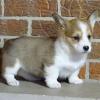 Puppies for sale Netherlands, Eindhoven Other breed