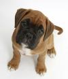 Puppies for sale Cyprus, Nicosia Boxer