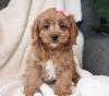 Puppies for sale France, Paris , Cavapoo
