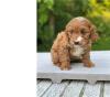 Puppies for sale Cyprus, Ayia Napa , Cavapoo