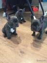 Puppies for sale Greece, Athens French Bulldog