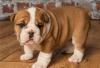 Puppies for sale Netherlands, Maastricht English Bulldog