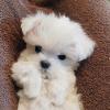 Puppies for sale Netherlands, Amsterdam Maltese
