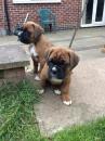 Puppies for sale Germany, Berlin Boxer