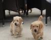 Puppies for sale Denmark, Kopenagen Golden Retriever