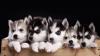 Puppies for sale Poland, Warsaw Haski