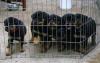 Puppies for sale Denmark, Kopenagen Rottweiler