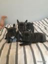 Puppies for sale Poland, Warsaw French Bulldog