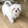 Puppies for sale France, Lille Maltese