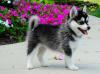 Puppies for sale Germany, Nuremberg Mixed breed, Pomsky