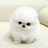 Puppies for sale Denmark, Aalborg Pomeranian Spitz