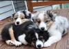 Puppies for sale Germany, Berlin Australian Shepherd