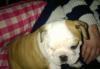 Puppies for sale Lithuania, Zarasai English Bulldog