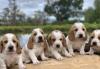 Puppies for sale Netherlands, Maastricht Basset Hound