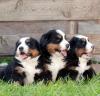 Puppies for sale Germany, Berlin Bernese Mountain Dog