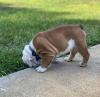 Puppies for sale Germany, Munich English Bulldog