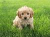 Puppies for sale Finland, Lahti , Cokapoo