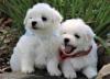 Puppies for sale Finland, Alajarvi Maltese