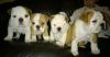 Puppies for sale Spain, Bilbao English Bulldog