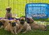 Puppies for sale Germany, Dusseldorf Bullmastiff