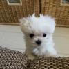 Puppies for sale Czech Republic, Plzen Maltese