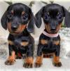 Puppies for sale Germany, Berlin Dachshund
