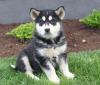 Puppies for sale Germany, Berlin Other breed, Alaskan Malamute