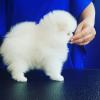 Puppies for sale Lithuania, Palanga Pomeranian Spitz