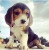 Puppies for sale Denmark, Aarhus Beagle