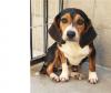 Puppies for sale Denmark, Kopenagen Beagle