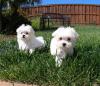 Puppies for sale Denmark, Aalborg Maltese