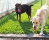 Puppies for sale Denmark, Kopenagen Labrador Retriever