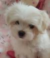 Puppies for sale Greece, Thessaloniki Maltese