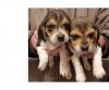 Puppies for sale Canada, Manitoba Beagle