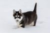 Puppies for sale Germany, Berlin Haski