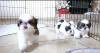Puppies for sale Spain, Albacete Shih Tzu